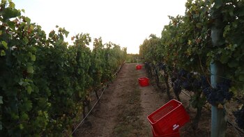 Un viñedo en departamento de