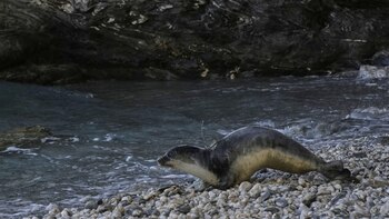 Renos-Pantelis, una de las focas