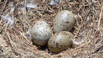 Los contaminantes ya afectan al quebrantahuesos y el águila imperial: los huevos de las aves silvestres acumulan sustancias tóxicas