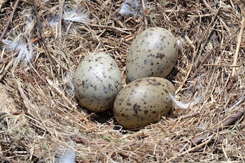 Un nido de pájaro con tres huevos sin abrir