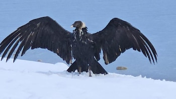 Activaron un monitoreo permanente para resguardar a tres cóndores andinos en la costa del lago Nahuel Huapi (Parque Nacional Nahuel Huapi/Administración de Parques Nacionales)