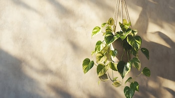 Imagen de Epipremnum aureum. Otras opciones: planta de interior, photos, purificación de aire, cuidados sencillos, enredadera. - (Imagen Ilustrativa Infobae)