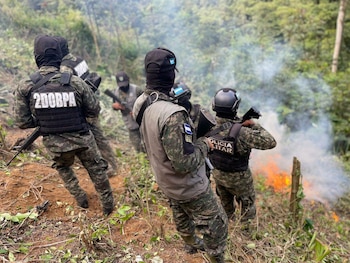 Operativos fueron ejecutados por la DLCN y fuerzas de seguridad.
Plantaciones ilegales ocupaban aproximadamente cinco manzanas de terreno. (Foto: Ministerio Público)