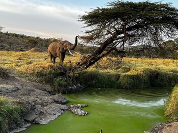 Un elefante en Masái Mara,
