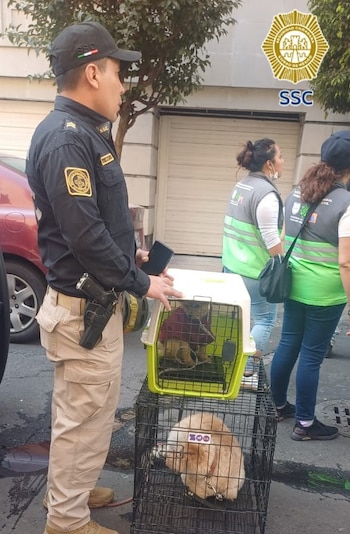 Cada animal recibió atención médica