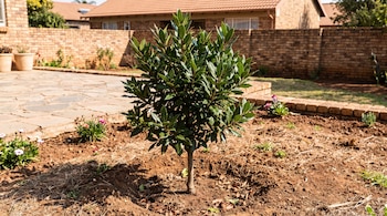 Árbol pequeño con hojas verdes, plantado en tierra. Se observan pequeñas plantas, un patio de piedra y paredes de ladrillo con casas al fondo.