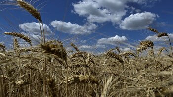 Las retenciones no afectan solo