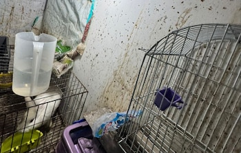 Entre los animales decomisados se