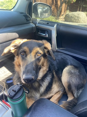 La canina no se movió