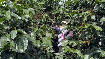 Honduras rompe récord de exportaciones de café y apunta a US$2,350 millones en divisas