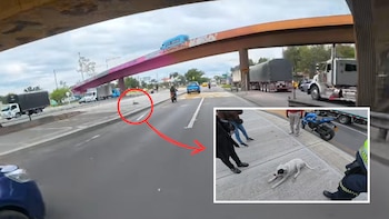 Motociclista registró en video el momento en que lanzaron dos perros desde un puente en Bogotá: uno de ellos murió y el motero adoptó al que sobrevivió