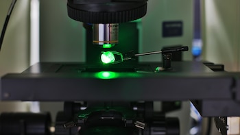 Experto explicó por qué las