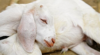 Las cabras figuraban entre las