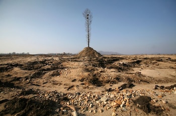 Un árbol se encuentra en el lecho seco del río Ai en Dandong, provincia de Liaoning, China (REUTERS/Jacky Chen)
