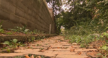 Un camino de ladrillos con hojas secas delimitado por un muro de concreto a la izquierda y vegetación frondosa a la derecha