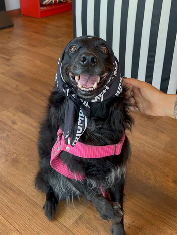 Uma (unachicanomada)