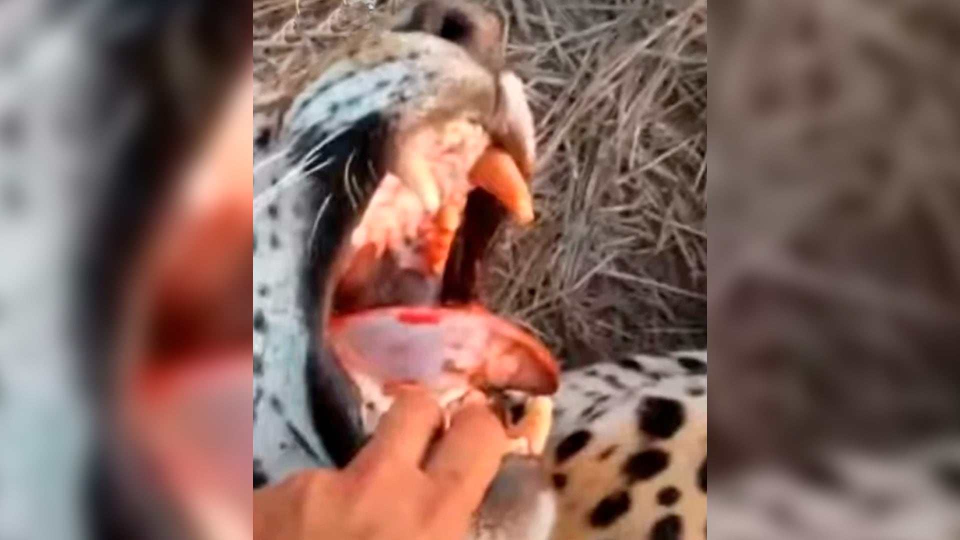 Tras matar al yaguareté, el cazador se mofó del animal (Foto/Captura Red Yaguareté)
