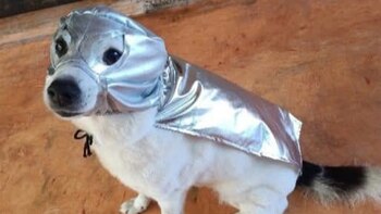 Any, la valerosa lomirepartidora del