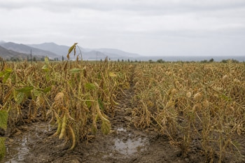 Plantas de frijol y garbanzo secas sobre tierra con pequeños charcos de agua, frente a un paisaje de montañas y cielo nublado.