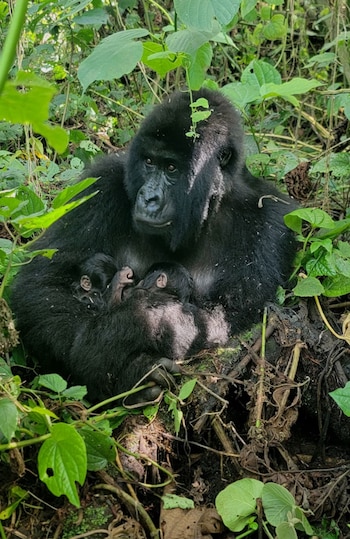 La observación continua y el
