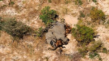 Los especialistas buscan determinar si