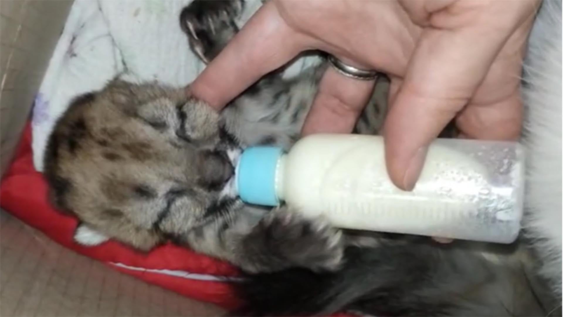 Un cachorro de puma, que fue adoptado por una gata, es alimentado con biberón por uno de sus cuidadores