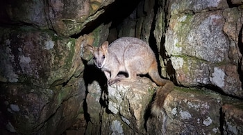 Un ualabí de pelaje grisáceo posado sobre rocas en el interior de una cueva oscura.