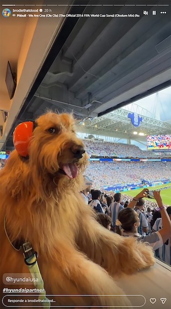 Un perro de pelaje dorado con protectores auditivos naranjas mira hacia un estadio de fútbol lleno de espectadores y una pantalla gigante