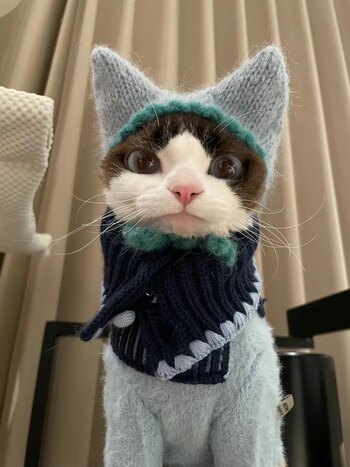 La gata Coco, conocida en las redes bajo el nombre de usuario @cococat61, comenzó su aventura en Tiktok el 20 de enero de este año. Desde entonces, ha logrado captar la atención de miles de personas, acumulando 11 mil seguidores y un promedio de 3 mil vistas por vídeo. Aunque sus cifras de visualización no son tan altas, algunos de sus vídeos han superado las 200 mil o 300 mil vistas; lo cual le ha dado mayor visibilidad para posicionarse como un fenómeno de las redes sociales.