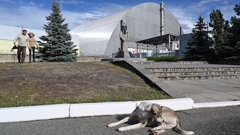 Los perros habitan la zona