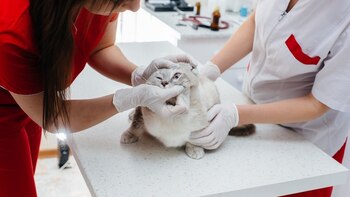 Denuncian impresionante caso de maltrato