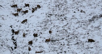 El Parque Nacional Cairngorms cuenta