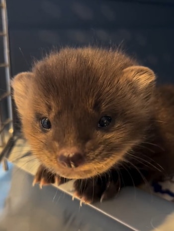 La institución instaló estructuras en el recinto para favorecer la habilidad de escalar que caracteriza a esta especie. (@wildlifehaven_mb)