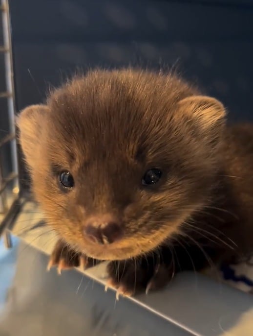La institución instaló estructuras en el recinto para favorecer la habilidad de escalar que caracteriza a esta especie. (@wildlifehaven_mb)