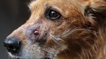 Los perros muestran signos de