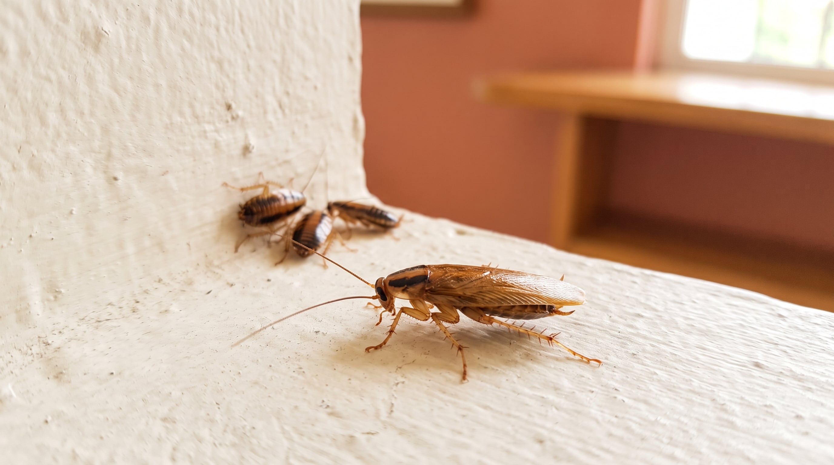 No es la suciedad: la verdadera razón por la que las cucarachas invaden tu casa