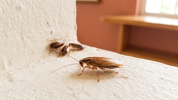 No es la suciedad: la verdadera razón por la que las cucarachas invaden tu casa