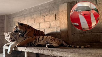 Tigres, caballos pura sangre y autos de colección, todo lo que decomisó la FGR en Otumba
