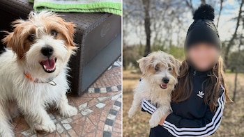 Harry era un perro de