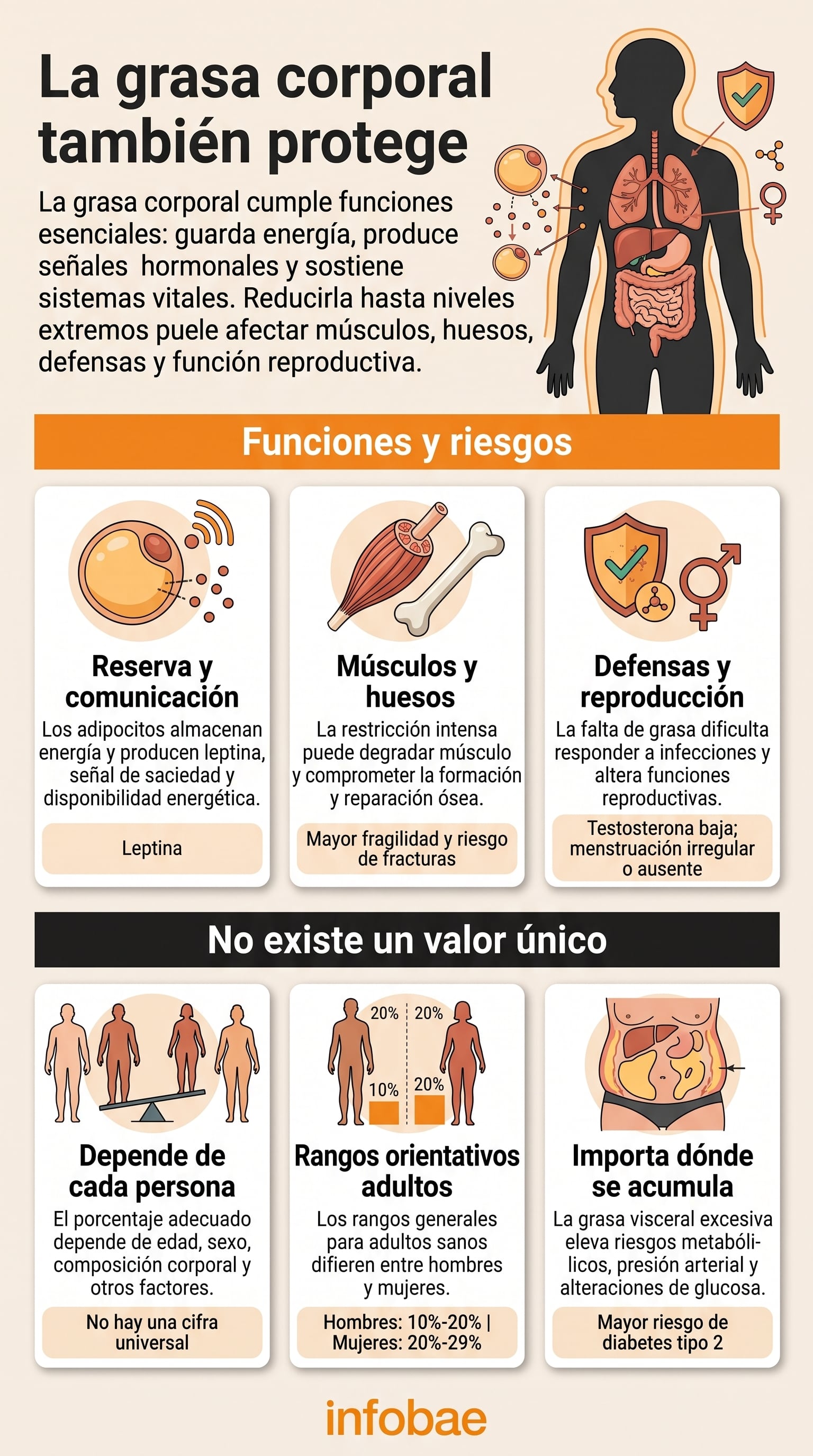 La acumulación excesiva de grasa visceral alrededor de los órganos libera sustancias inflamatorias y eleva el riesgo de diabetes tipo 2 (Imagen Ilustrativa Infobae)