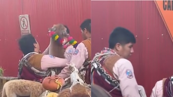 Dos personas con vestimenta tradicional sujetan a una llama con adornos de colores frente a una pared roja