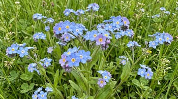 Pequeñas flores azules de centro amarillo y tallos verdes sobre un fondo de hierba.