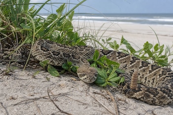 Serpiente cascabel sobre la arena entre plantas verdes, con el mar y el cielo de fondo en una playa.