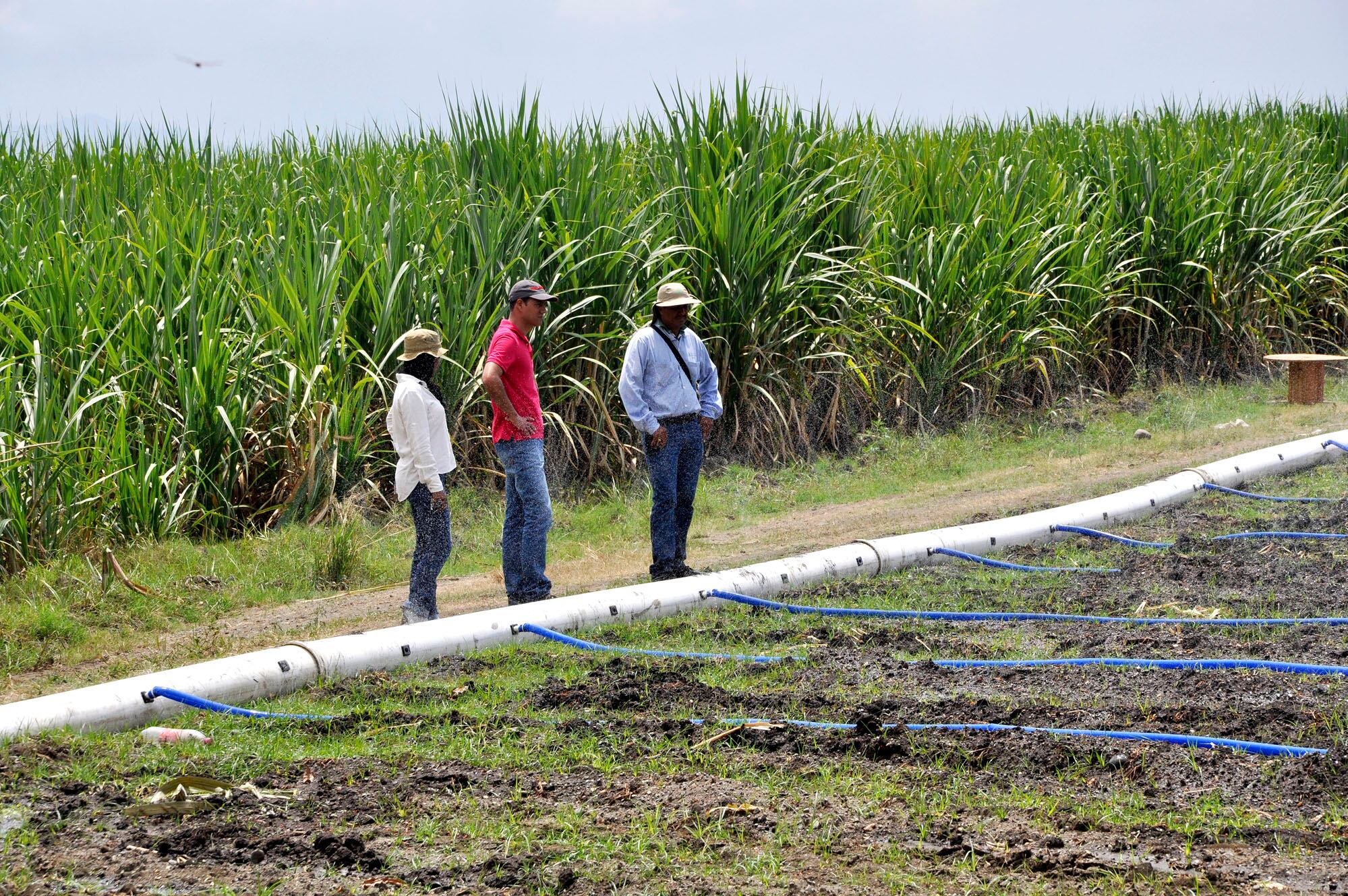 En uno de sus argumentos, la ministra (e) Vélez aseguró que la producción de caña de azúcar ha agotado y contaminado fuentes de agua subterráneas - crédito Colprensa