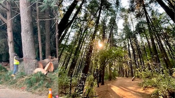 Vecinos denuncian ecocidio: tala de más de 100 árboles en “El Ocotal”, Cuajimalpa, fue autorizada por autoridades