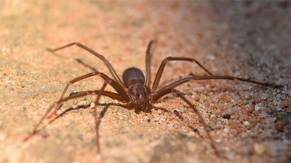 La araña violinista es una especie nocturna que se adapta a diversos ecosistemas. (Foto: Difusión)