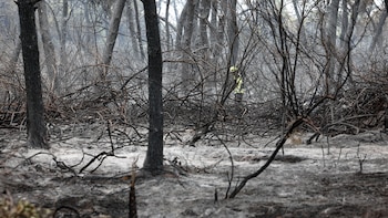 Tras los incendios, comienza otra etapa clave para los bosques: “El mayor problema surge cuando las llamas regresan antes de que el ecosistema se haya recuperado”
