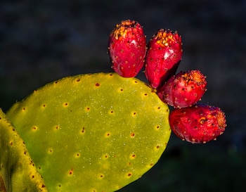 Los simbolismos del nopal en