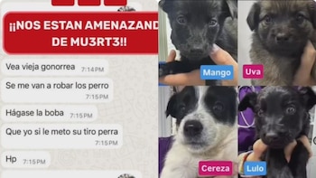 Animalistas denuncian amenazas de muerte