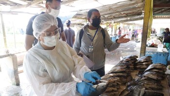 Pescado en descomposición fue decomisado